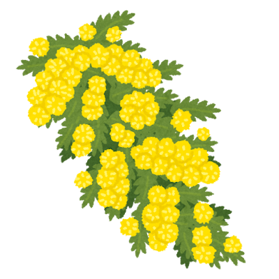 flower_acacia_akashia (1).pn
