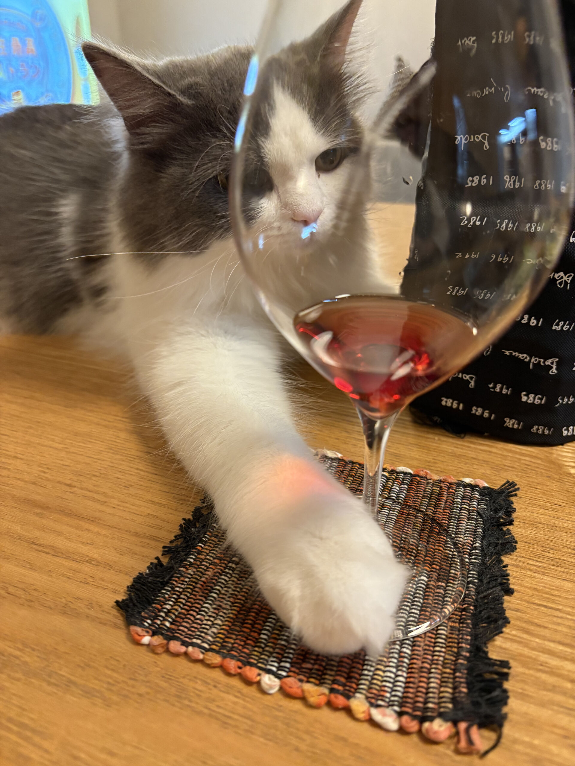 うちの猫のこと