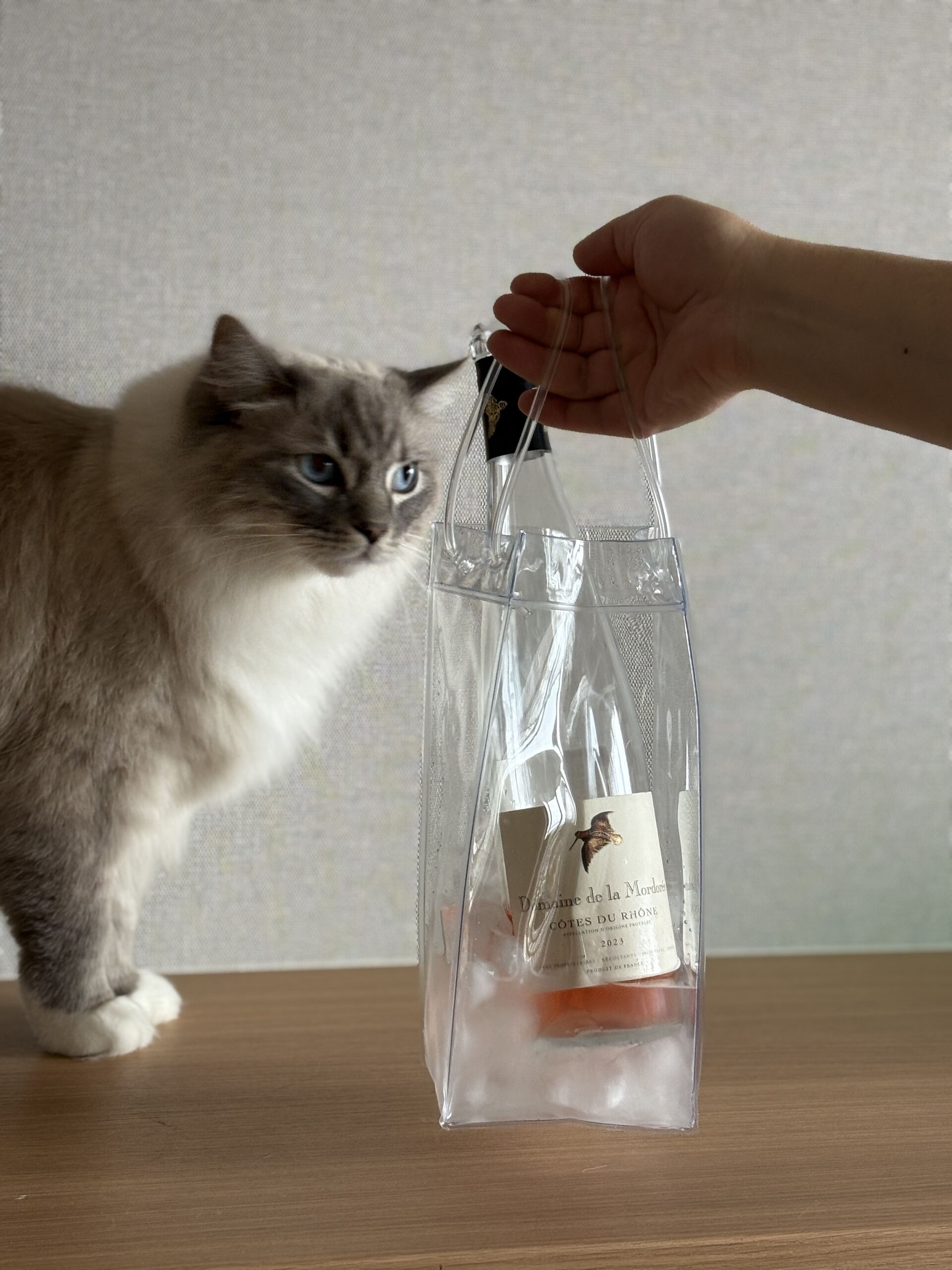 うちの猫のこと