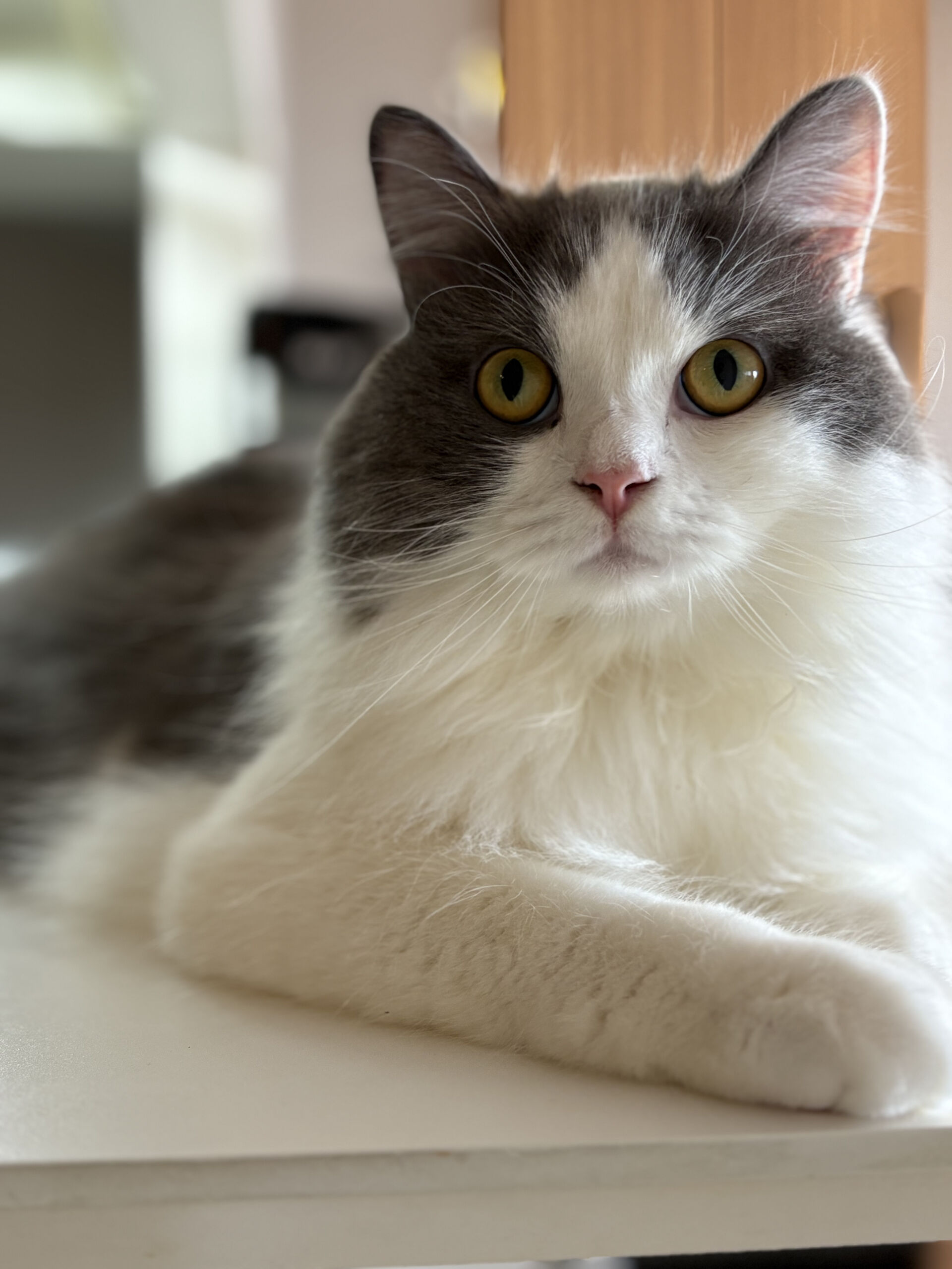 うちの猫のこと