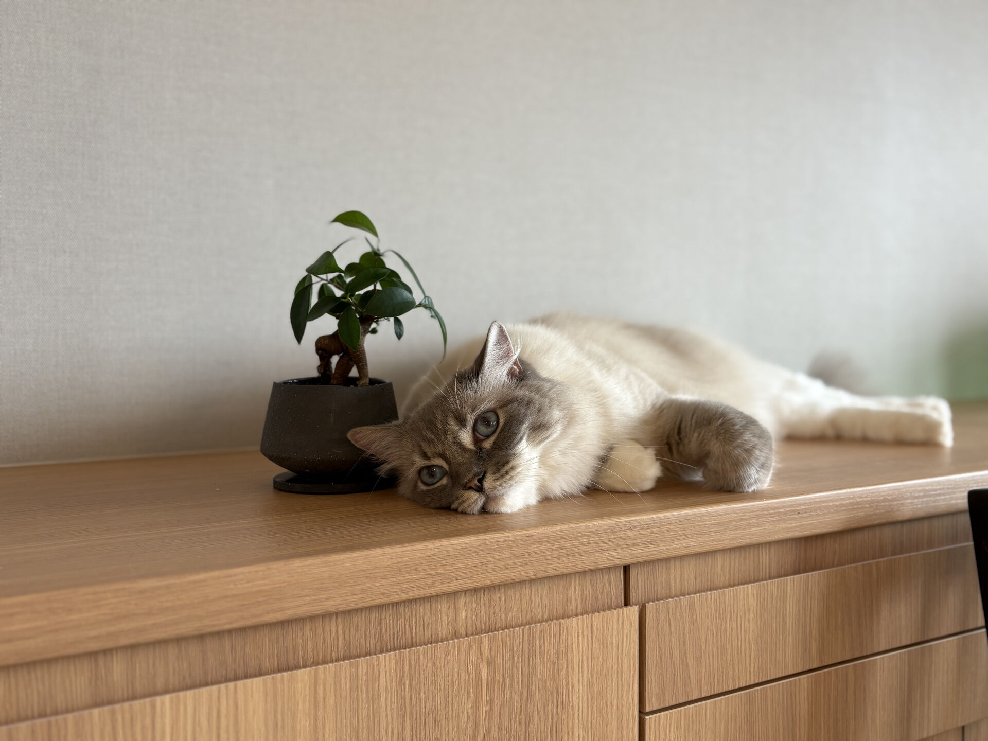 うちの猫のこと
