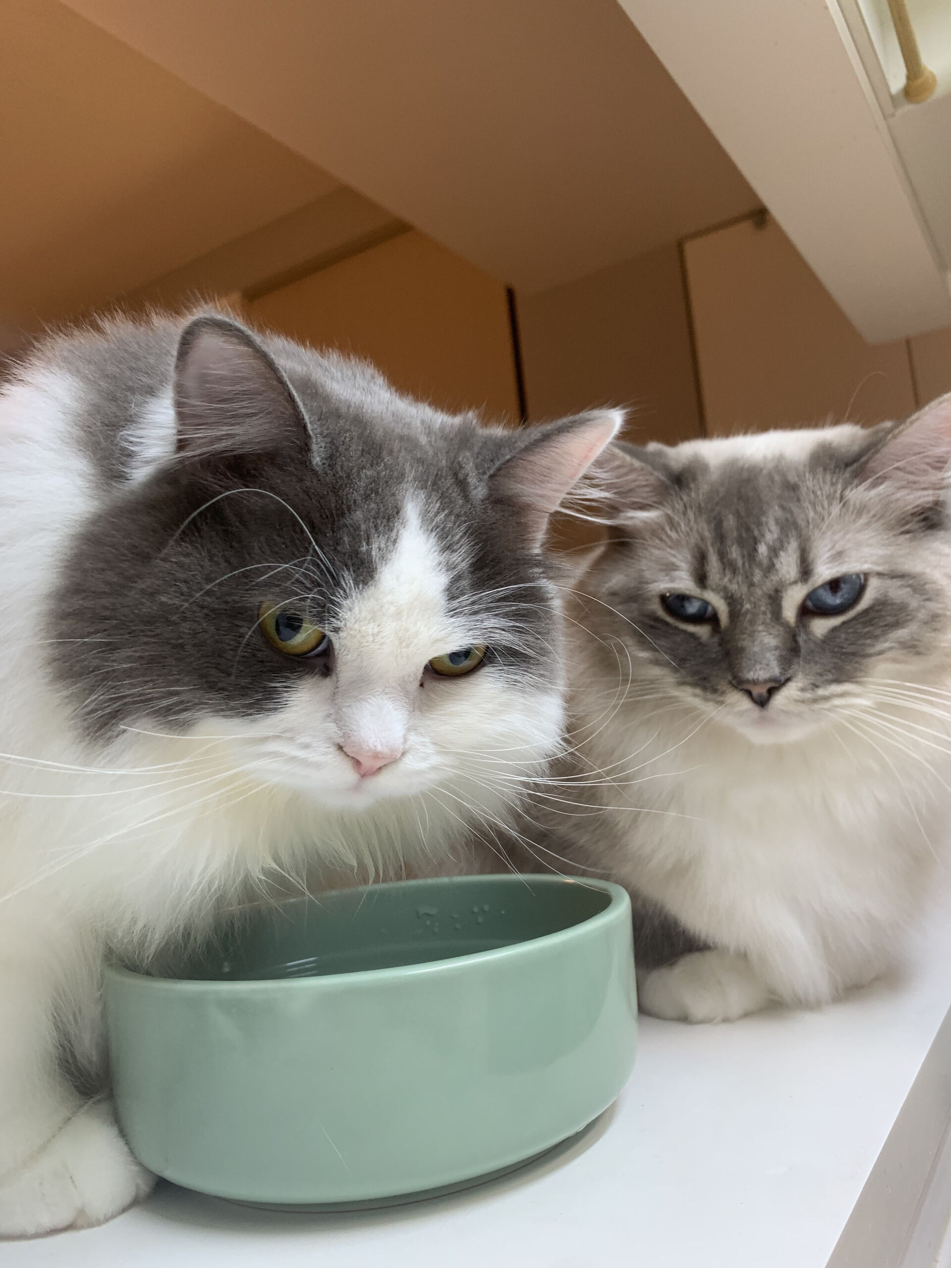 うちの猫のこと